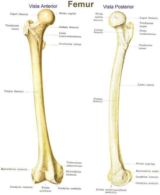 metálico A rayas El respeto Anatomia del hueso femur - esquema